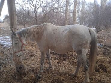 ээр атка: Продаю | Кобыла (самка) | Рабочий | Племенные — 3