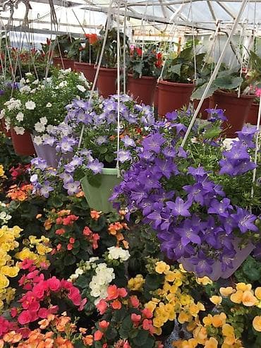 вьющиеся цветы: Кампанула (жених и невеста) — 3