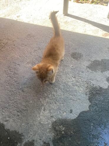 домашний котёнок: Срочно сегодня Даром Рыжий котёнок - Окраc: тёплый рыжий (red tabby) — 1