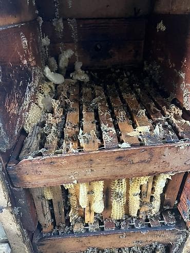 озимый: Продаю пчел на высадку, порода карника семьи сильные, зимовалые — 2