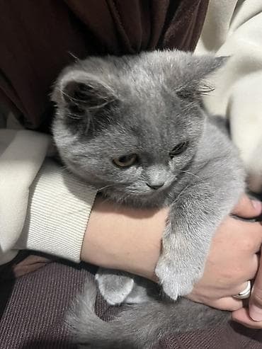 британский кошки: Британская короткошёрстная, 5 месяцев, Мальчик, Серый, Проглистована, С прививками — 2