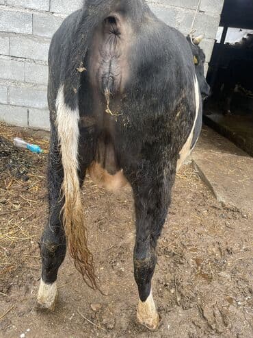 продаю в связи с переездом: Продаю | Корова (самка) | Для разведения, Для молока | Племенные, Стельные, Искусственник — 6