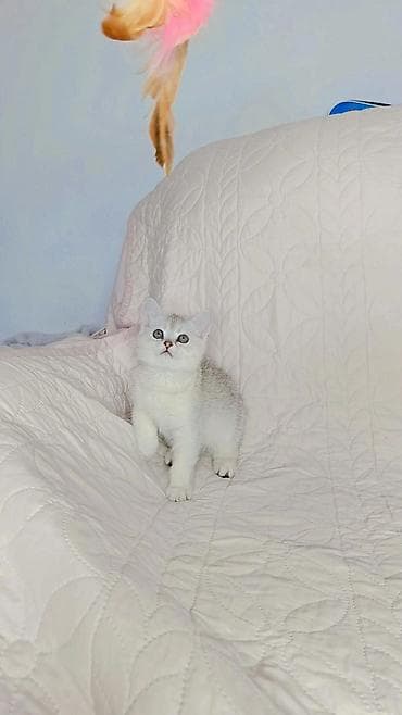 британец кот: Шотландские котята возраст полтора месяца, готовы переехать в новый — 3