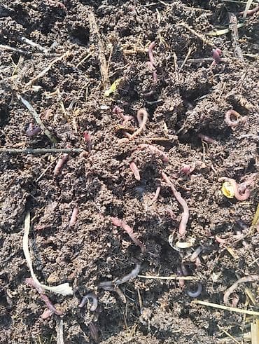 тиомочевина купить: Удобрение Гумус, Самовывоз — 8