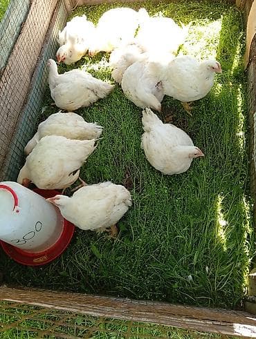 Продаю | Цыплята | Бройлерная | На забой