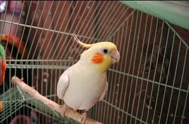 трафареты для рисования животных: Кареллы хорошо говорят и приручаются к рукам — 1