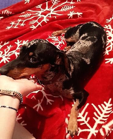 Ит кууту: Такса, 3 жаш, Ургаачы — 1