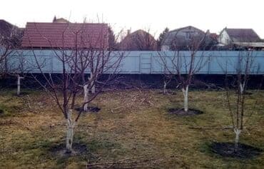 мини леса: Обрезка Плодовых 
Обрезка Хвойных
Делаем Качественно
+Обработка — 5