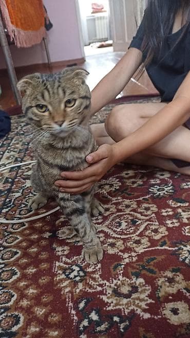 кошки маин кун: Шотландский вислоухий кот - Порода: шотландская вислоухая (Scottish — 2