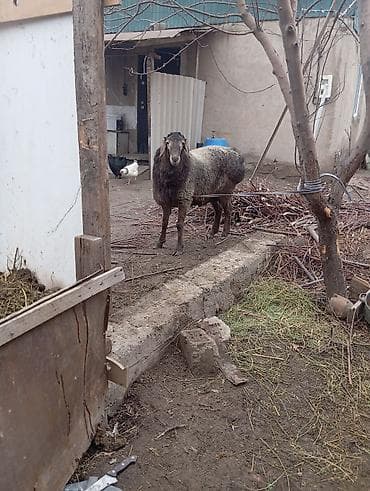 Продаю | Овца (самка) | Полукровка | Для разведения | Матка