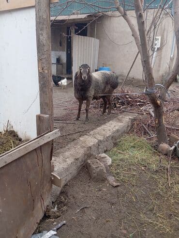 кабель на вязку: Продаю | Овца (самка) | Полукровка | Для разведения | Матка — 1