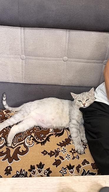 d cat: Кошка даром: Скотиш Страйт (Шотландская прямоухая), Девочка, Приучена к лотку — 2