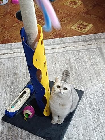 где можно взять кошку бесплатно: Здравствуйте 🌿 Зоогостиница «Мурляндия» принимает только домашних — 2