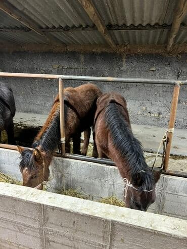 сельскохозяйственные животные продажа: Продаю | Жеребенок | Для разведения — 5