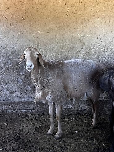 шпиц: фото цена: Продаю | Овца (самка) | Для разведения — 2