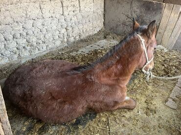 фелуцен для коров цена бишкек: Продаю | Кобыла (самка) | На забой — 2