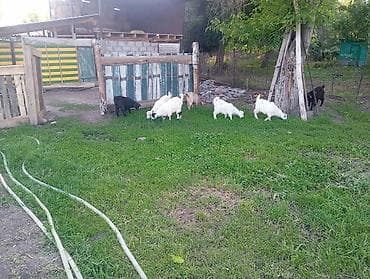 продам индюшат: Продаю | Коза (самка), Козёл (самец), Козлёнок | Полукровка, Зааненская | На забой, Для разведения, Для молока | Племенные, Осеменитель — 4