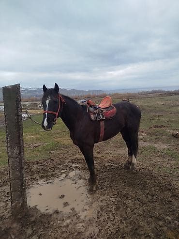 Башка жаныбарлар: Сатам | Бээ (ургаачы) | Жумушка — 2