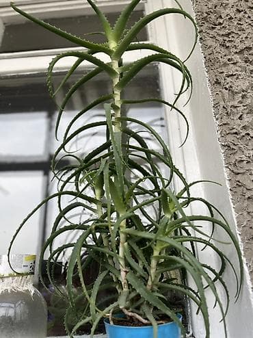 средний низкий: Алоэ вера (комнатное суккулентное растение) — 3