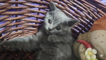 манчкин котенок купить: Продам котят шотландской породы окрас голубой (blue).Родилась 20 — 4