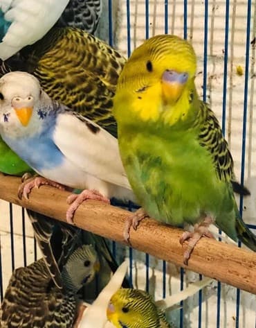 отдам собаку в добрые руки: Волнистые попугайчики разных цветов хорошо приручаются к рукам и — 1