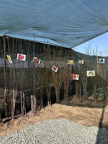 Плодовые саженцы и розы для сада - Ассортимент: яблоня, груша, слива