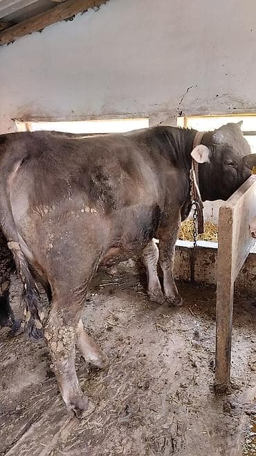 Продаю | Бык (самец) | Швицкая | На откорм | Племенные