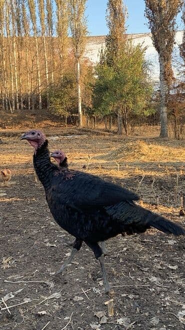 сельскохозяйственные животные продажа: Продаю | Индюшка (самка), Индюк (самец), Индюшата | Черный принц | Для разведения | Племенные — 1