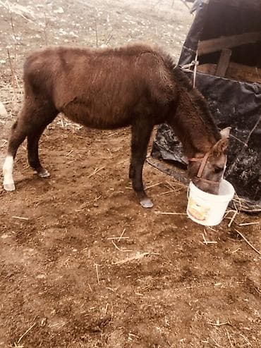 бройлерная курица: Продаю | Жеребенок | Для разведения — 1