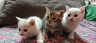 грызуны домашние: ОТДАМ ДАРОМ КОТЯТ. ДВА МАЛЬЧИКА И ДЕВОЧКА. Котята — домашние — 4