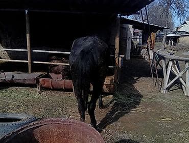 Сатам | Бээ (ургаачы) | Жумушка — 2