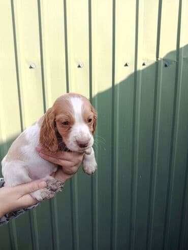 домашняя собака: Продаю щенков русского спаниеля,возраст полтора месяца,проглистованы — 1