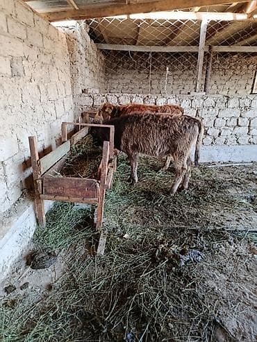 годовалые бычки: Продаю | Бык (самец), Музоо, торпок — 2