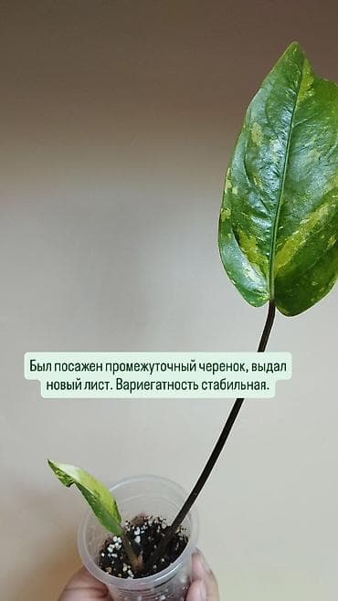 антуриум: В продаже ❇️ Вариегатный Липовидный Гибискус (укоренен из — 4