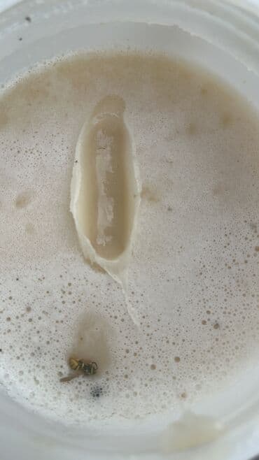 фарель ош: Токтогулский горный мёд — 4