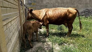 ветеринарный стол: Продаю | Корова (самка) | Для молока | Привязанные — 2