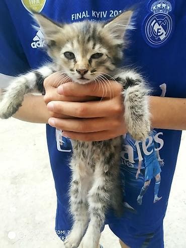 кошка котёнок: Отдадим котят в добрые руки — 1