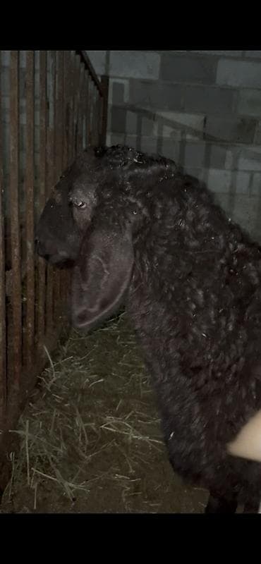 продаю яицо: Продаю | Баран (самец) | Арашан | Для разведения | Племенные — 1