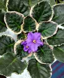 тоголок молдо исанова: Продаю цветущие фиалочки 🌿 🌺🌿 Цены200- 250 -300 сом.Оптовым — 5