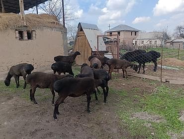 С/х животные и товары: Продаю | Ягненок | Арашан | Для разведения | Ярка — 2