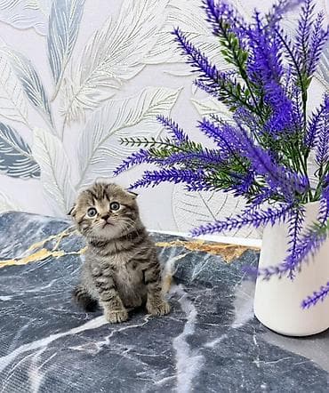 русская короткошерстная кошка: Скотиш Фолд (Шотландская вислоухая), 1 месяц, Девочка, Приучена к лотку — 2