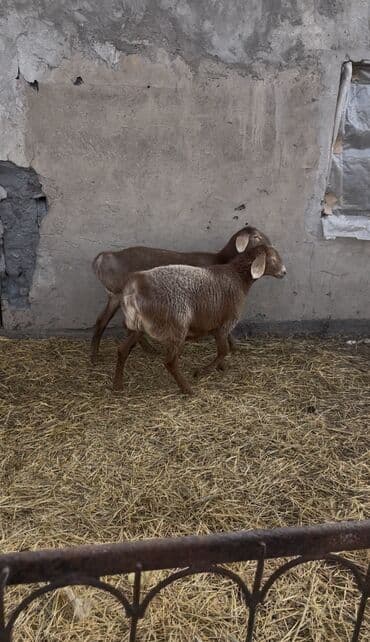 токмок собаки: Сатам | Ургаачы кой (ургаачы), Козу | Арашан | Көбөйтүү үчүн | Асыл тукумдуу, Ургаачы, Токту — 1