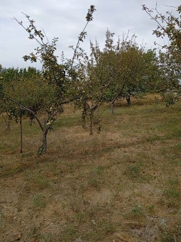 карагат фото: Алмалар — 1