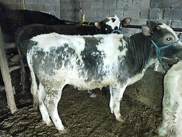 продажа коров: Продаю | Бык (самец) | На откорм | Привязанные — 6