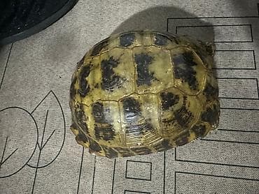 пес 23: Среднеазиатская сухопутная черепаха (Testudo horsfieldii). - Вид — 2