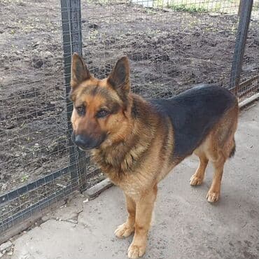 кане корсо цена бишкек: Немецкие чистокровные щенки возраст 1.5 месяца осталось два кобеля — 4