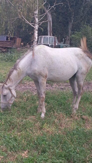 дог собака: Продаю | Кобыла (самка) | Для разведения — 3