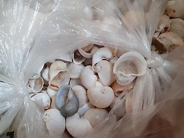 часы электроника 5: Продаю ракушек,как для декора так и для браслета — 1