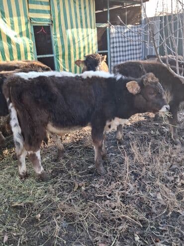 сколько стоит порода собаки доберман: Продаю | Музоо, торпок | На откорм — 10