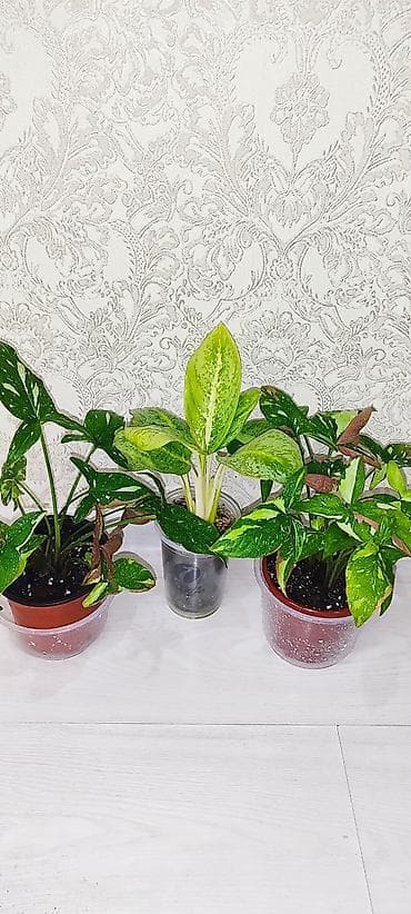 луковица: Продаю комнатные цветы аглаонема трейбе - 150 сом сансиверия 100- 150 — 2